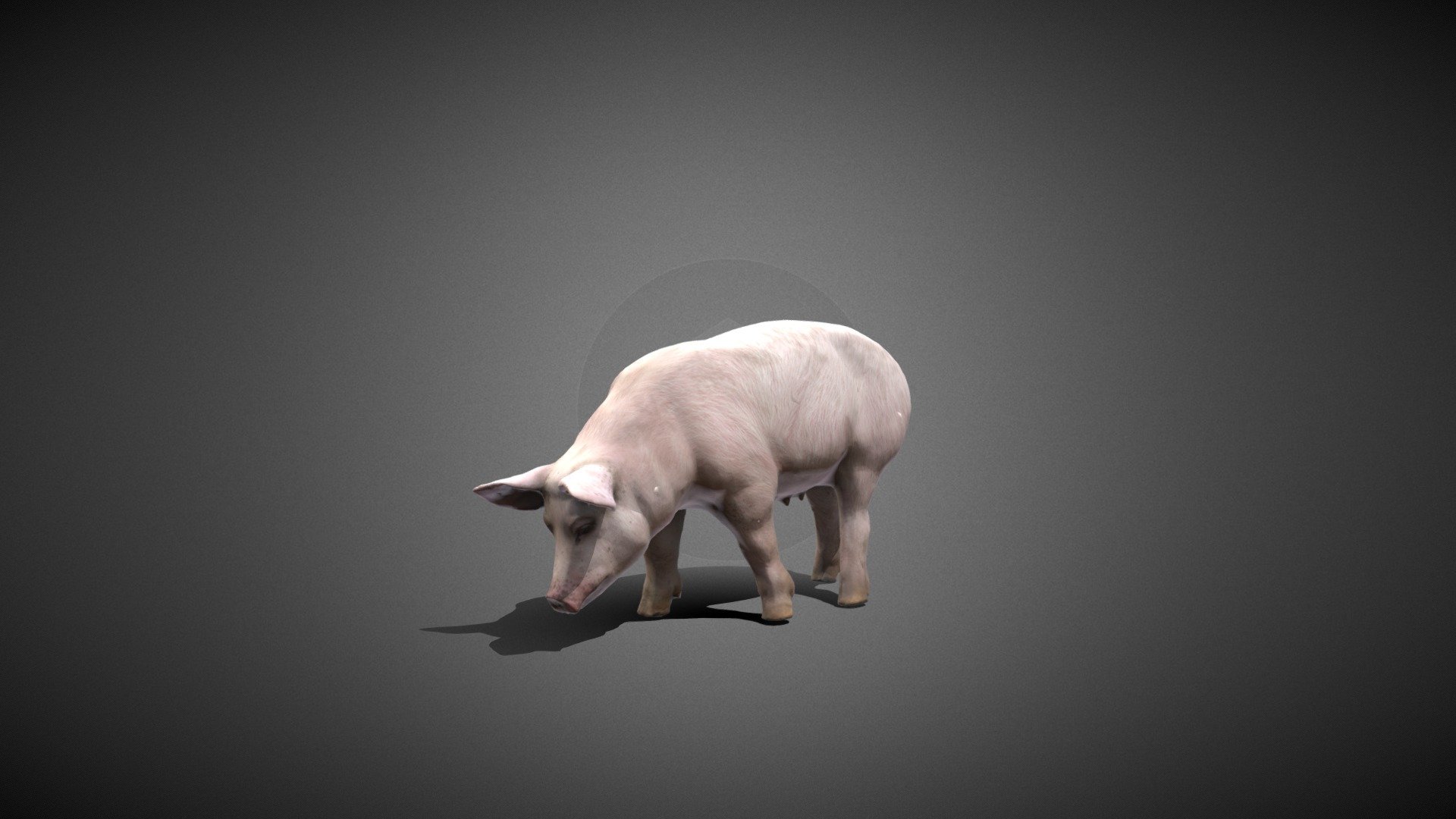A pig ，Made by 3Dmax .Include FPX and obj .
An omnivorous mammal. Body fat, short limbs, long nose muzzle, fat short limbs, gentle sex, strong adaptability, fast reproduction. There are black, white, sauce red or black and white flowers and other colors 3d model