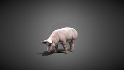 Pig pig, animals