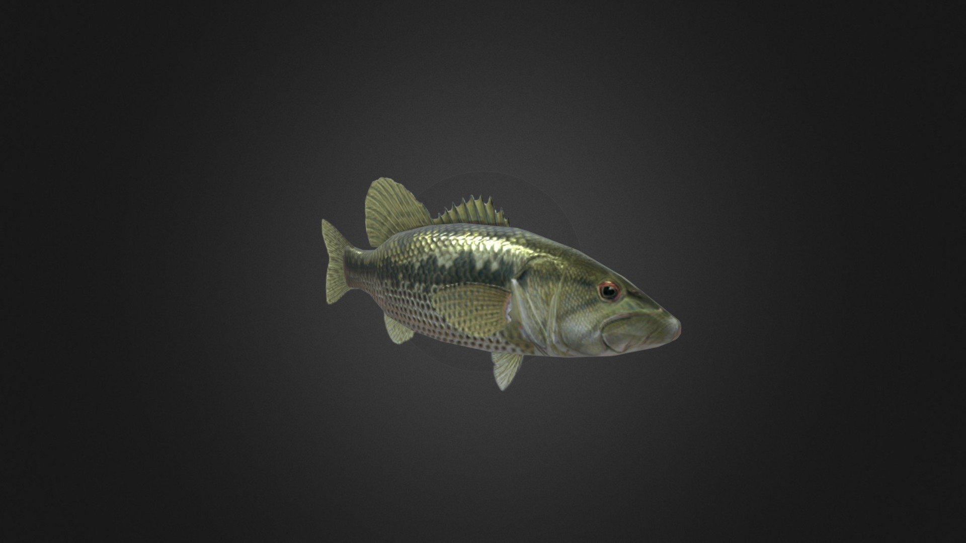 Very low-poly, optimized, simplistic bass model. Perfect for far/small views or using as a flock by duplicating the model or in 3D particle systems or for use on mobile games.
The model is rigged and weighed properly, ready to be animated using your software of preference. (The model does not contain animations; only rigging.)

Includes FBX, blend and collada formats, ambient occlusion and normal maps, and .psd files of the texture maps in case you wish to edit anything.

If you're having trouble importing it, check out my quick, simple step-by-step guides!


Unreal Engine 
Unity
Guide for Godot coming soon.

If you have any issues, questions or suggestions, feel free to send them at quimeliqolakorps@gmail.com! - Low-poly Bass - Buy Royalty Free 3D model by Lesen (@lance64) 3d model