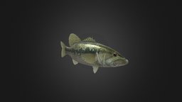 Low-poly Bass