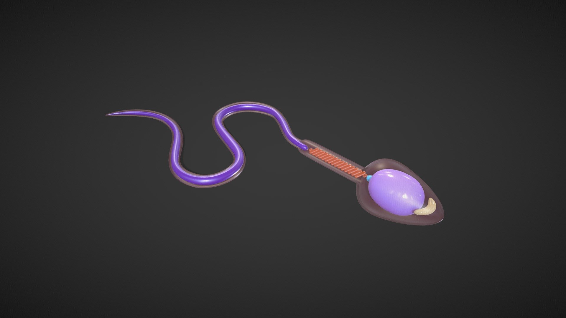 Sperm Cell Anatomy

Sperm develop in the testes and consist of a head, a midpiece, and a tail. The head contains the nucleus with densely coiled chromatin fibers, surrounded anteriorly by an acrosome that contains enzymes for penetrating the female egg.




Format: FBX, OBJ, MTL, Blender v3.2 (An 4K HDRI file is included with the blender file.)

Optimized UVs.

4k Maps

Base Color (Albedo)

Normal Map

AO Map

Metallic Map

Roughness Map

Height Map

Render scene in Blender

 - Sperm Cell Anatomy - Buy Royalty Free 3D model by Nima (@h3ydari96) 3d model