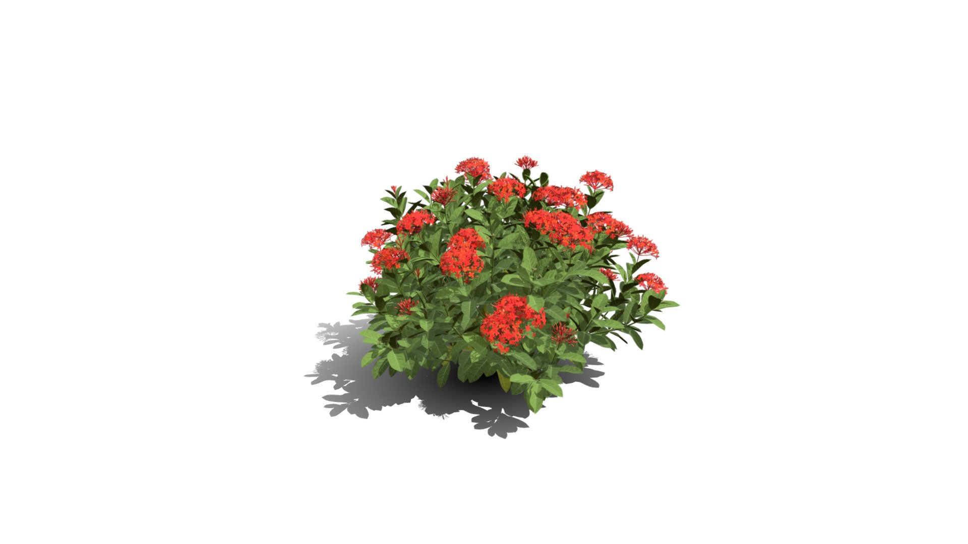 Model specs:





Species Latin name: Ixora chinensis red




Species Common name: Chinese jungle geranium




Preset name: Standard mat 25




Maturity stage: Juvenile




Health stage: Thriving




Season stage: Summer




Leaves count: 2852




Height: 0.8 meters




LODs included: Yes




Mesh type: static




Vertex colors: (R) Material blending, (A) Ambient occlusion



Better used for Hi Poly workflows!

Species description:





Region: Asia




Biomes: Forest




Climatic Zones: Subtropical,Tropical




Plant type: Bush



This PlantCatalog mesh was exported at 40% of its maximum mesh resolution. With the full PlantCatalog, customize hundreds of procedural models + apply wind animations + convert to native shaders and a lot more: https://info.e-onsoftware.com/plantcatalog/ - Realistic HD Chinese jungle geranium (2/10) - Buy Royalty Free 3D model by PlantCatalog 3d model