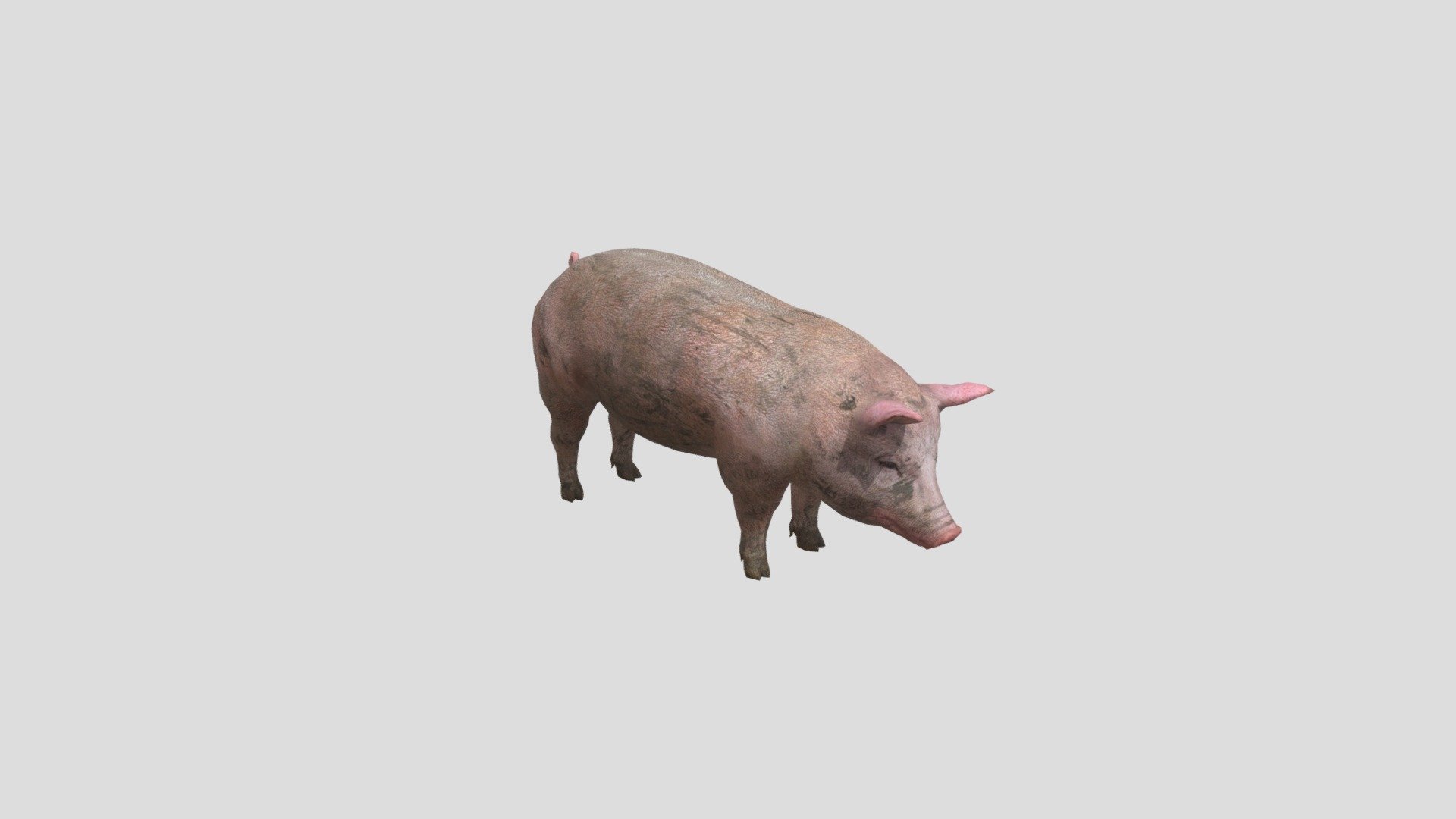 lowpoly pig maded with 3dsmax and corona render - lowpoly pig - Download Free 3D model by fabiotambone 3d model