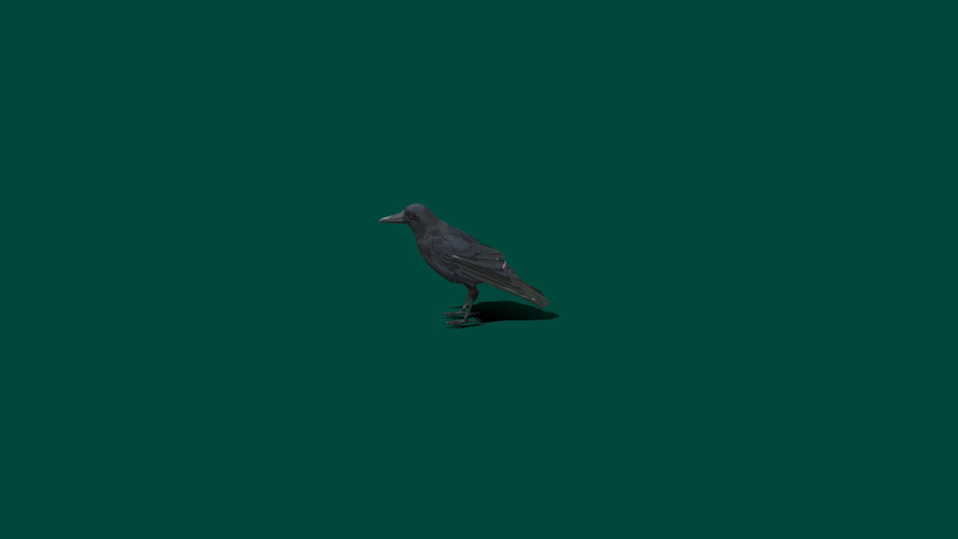A crow is a bird of the genus Corvus, or more broadly a synonym for all of Corvus. Crows are generally black in colour. The word &ldquo;crow