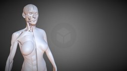 Female Muscle Anatomy3d print