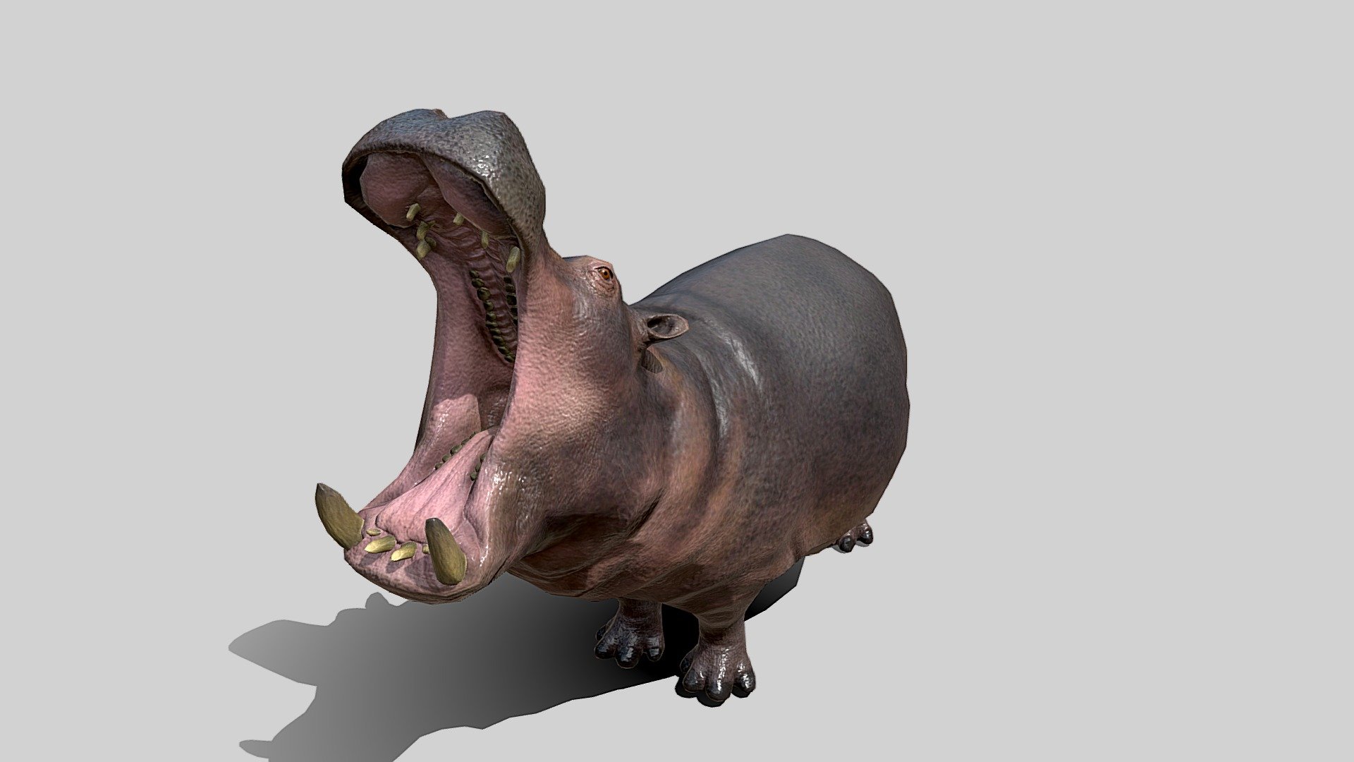 Hippopotamus model.

Visit the link for more models: 


https://www.artstation.com/a/27997144
You May also like:


👉 https://skfb.ly/oQ9oN 👈
 - Hippopotamus - 3D model by Tashi59 (@tsering) 3d model