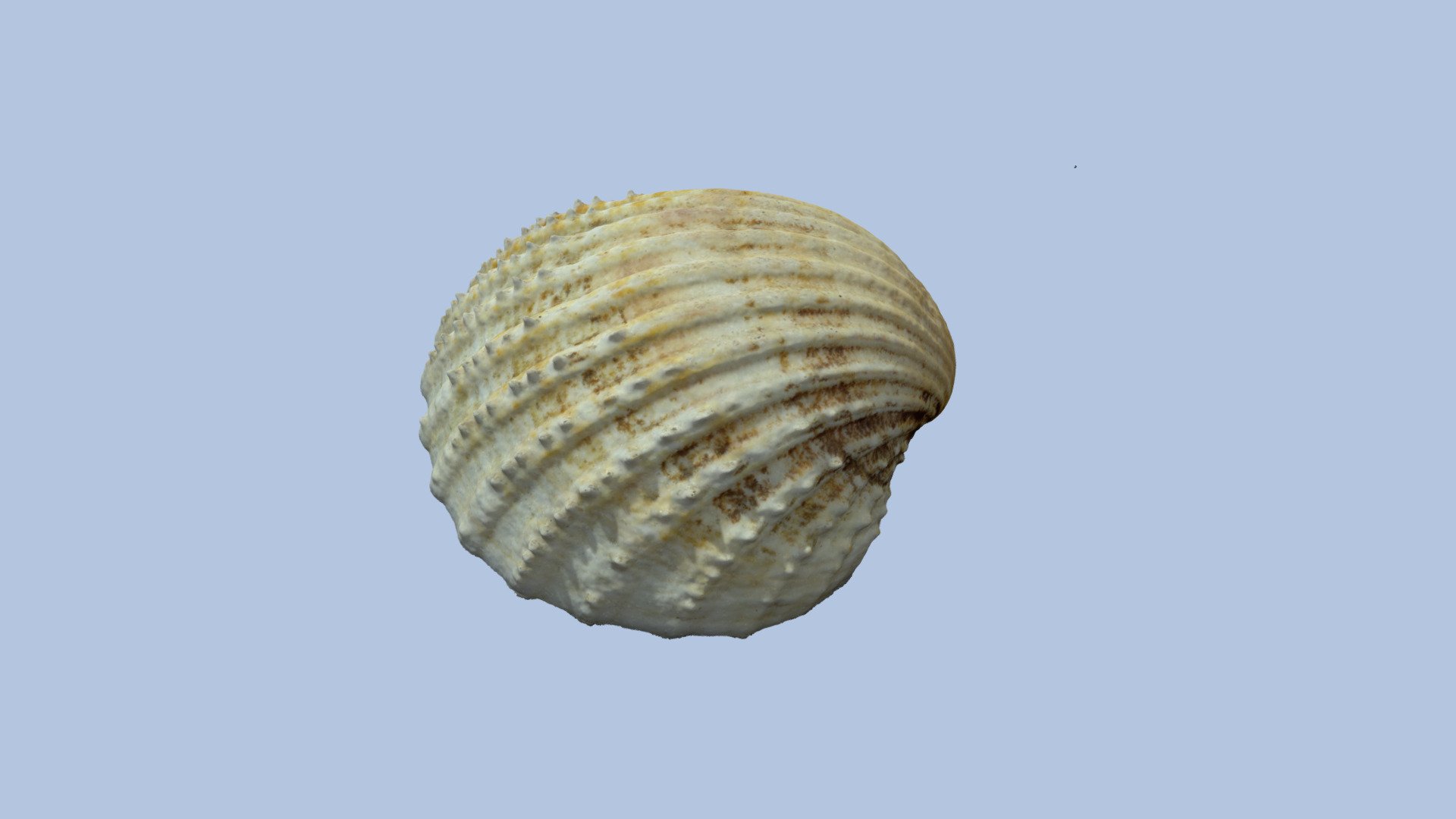 I think that this is a Prickly Cockle (Acanthocardia echinata) that I found on the beach a few years ago.

This model was created using openMVG and openMVS from 180 original photographs 3d model