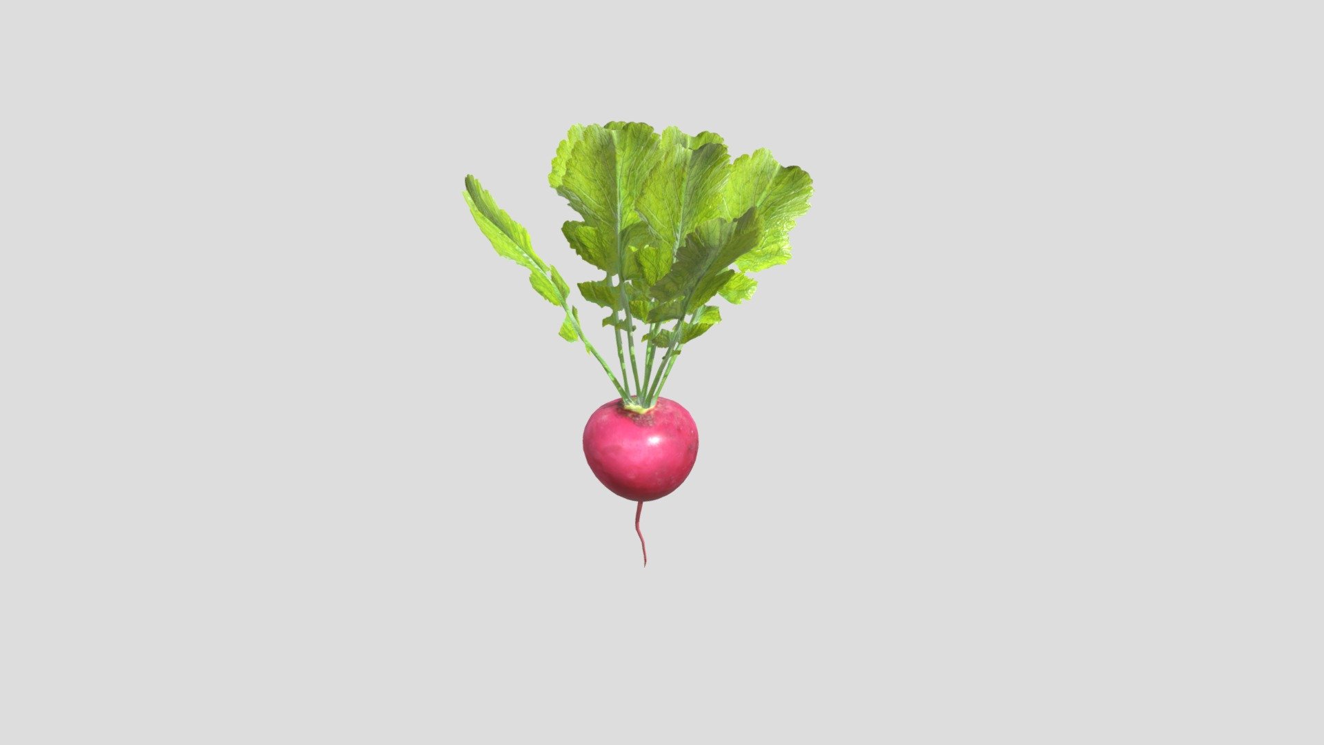 3d model of a Radish. Perfect for games, scenes or renders.

Model is correctly divided into main parts. All main parts are presented as separate parts therefore materials of objects are easy to be modified or removed and standard parts are easy to be replaced.

TEXTURES: Models includes high textures with maps: Base Color (.png) Height (.png) Metallic (.png) Normal (.png) Roughness (.png)

FORMATS: .obj .dae .stl .blend .fbx .3ds

GENERAL: Easy editable. Model is fully textured.

Vertices:1.6k Polygons: 1.5k

All formats have been tested and work correctly.

Some files may need textures or materials adjusted or added depending on the program they are imported into 3d model