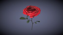 Rose rose, low-poly