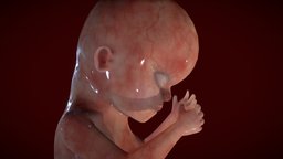 Fetus Week Sixteen baby, pregnant, head, fetus, embryology, embryo, ebers