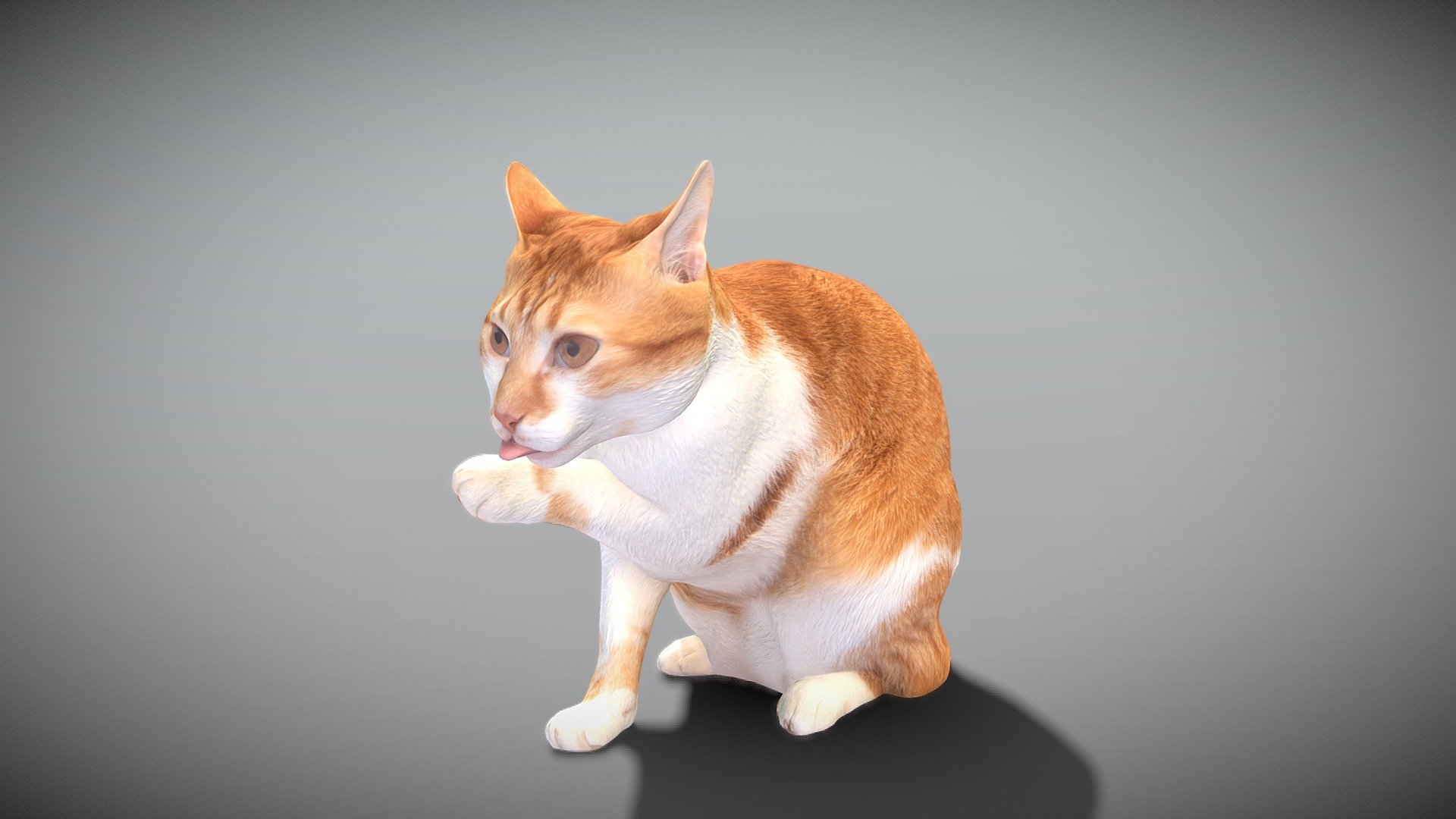 This is a true sized and highly detailed model of a young charming red cat. It will add life and coziness to any architectural visualisation of houses, playgrounds, parques, urban landscapes, etc. This model is suitable for game engine integration, VR/AR content, etc.

Technical specifications:




digital double 3d scan model

150k &amp; 30k triangles | double triangulated

high-poly model (.ztl tool with 5 subdivisions) clean and retopologized automatically via ZRemesher

sufficiently clean

PBR textures 8K resolution: Diffuse, Normal, Specular maps

non-overlapping UV map

no extra plugins are required for this model

Download package includes a Cinema 4D project file with Redshift shader, OBJ, FBX, STL files, which are applicable for 3ds Max, Maya, Unreal Engine, Unity, Blender, etc. All the textures you will find in the “Tex” folder, included into the main archive.

3D EVERYTHING

Stand with Ukraine! - Cat licking paw 45 - Buy Royalty Free 3D model by deep3dstudio 3d model