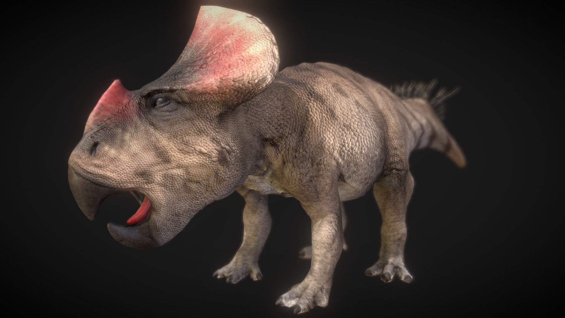 Protoceratops, a ceratopsian dinosaur from the Late Cretaceous period, steps into the prehistoric landscape with its distinctive frill and beak. This herbivorous dinosaur was a smaller relative of the later and more massive ceratopsians like Triceratops.

Characterized by its compact size, quadrupedal stance, and a beak adapted for cropping vegetation, Protoceratops was a common sight in the ancient deserts and plains of what is now Mongolia. Fossilized nests and eggs of Protoceratops have been discovered, shedding light on its reproductive behavior.

Explore the Late Cretaceous world with Protoceratops, a dinosaur that played a role in the diverse ecosystems of its time. Uncover the mysteries of this ceratopsian with - Protoceratops - Buy Royalty Free 3D model by robertfabiani 3d model