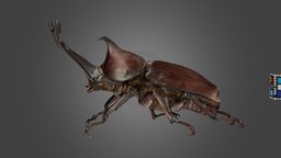 カブトムシ ♂L Rhinoceros Beetle, T. dichotomus insect, beetle, rhinoceros, ffishasia, trypoxylus, dichotomus