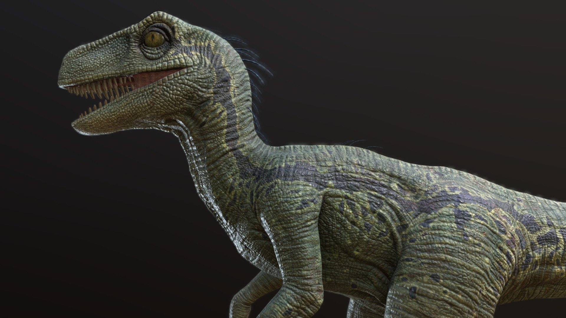 Model tool:Zbrush/maya
Texture tool:Substance painter(4K)
It is a game used model，with PBR texturing.
hope u like it!! - Dinosaur/Raptor - Buy Royalty Free 3D model by Licai 3d model