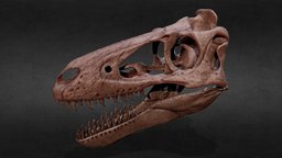 Juvenile T-rex high poly cranium, predator, fossil, cretaceous, tyrannosaurus, nanotyrannus, skull, dinosaur