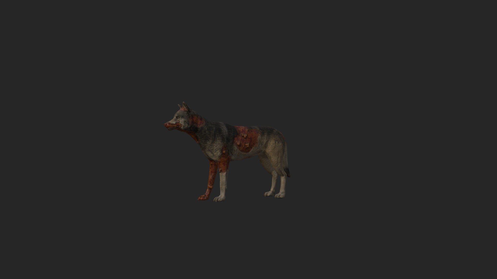 Animations: 3 idles,walk,run,eat,die,howl  Lowpoly Game Ready asset 3d model