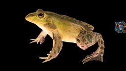 トノサマガエル 🐸 ♂ Black-spotted Pond Frog