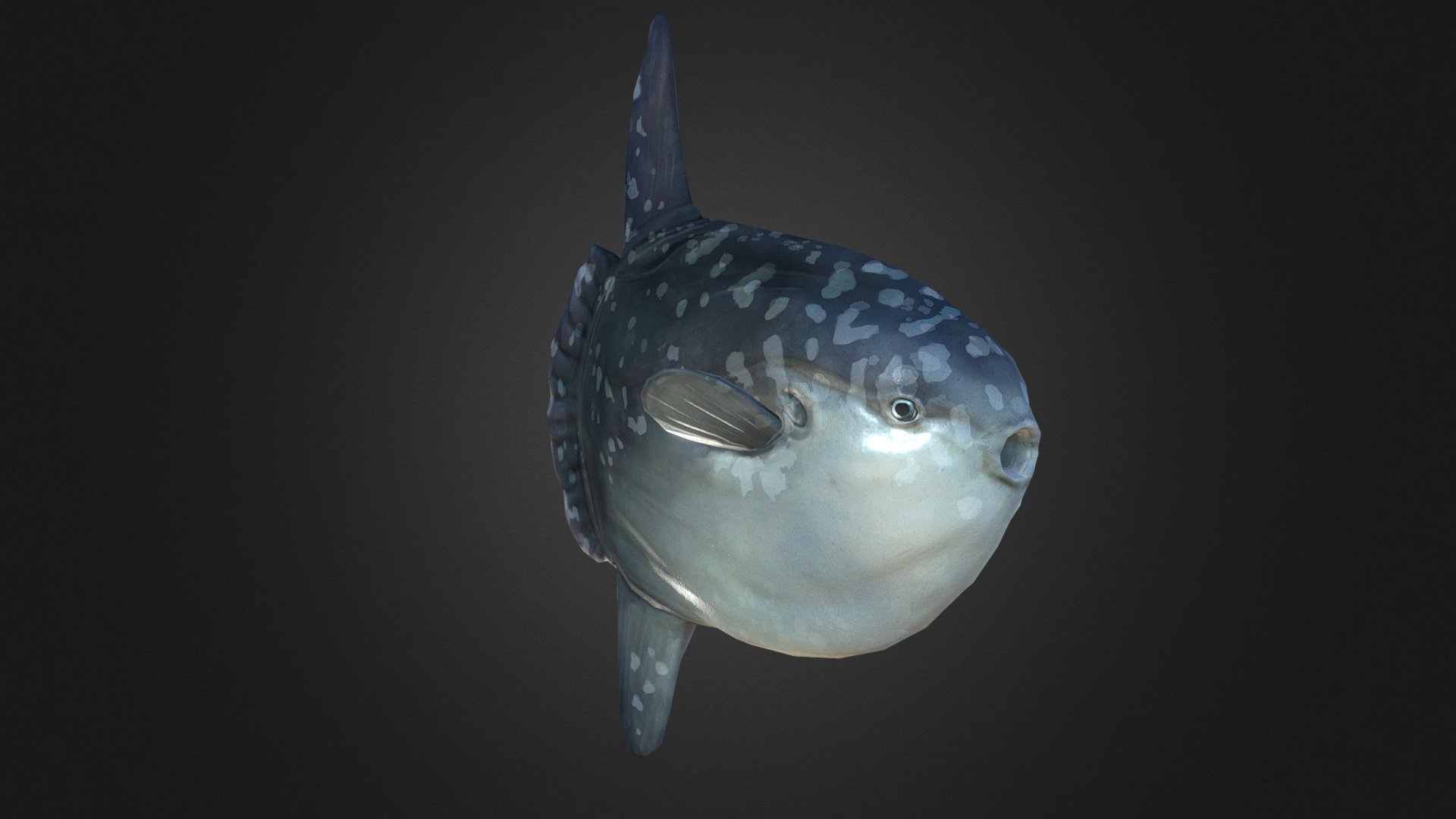 Ocean sunfish.

Copyright by ArcheAges,  XLGAMES - mola mola - 3D model by MJ lee (@factorydottcat) 3d model