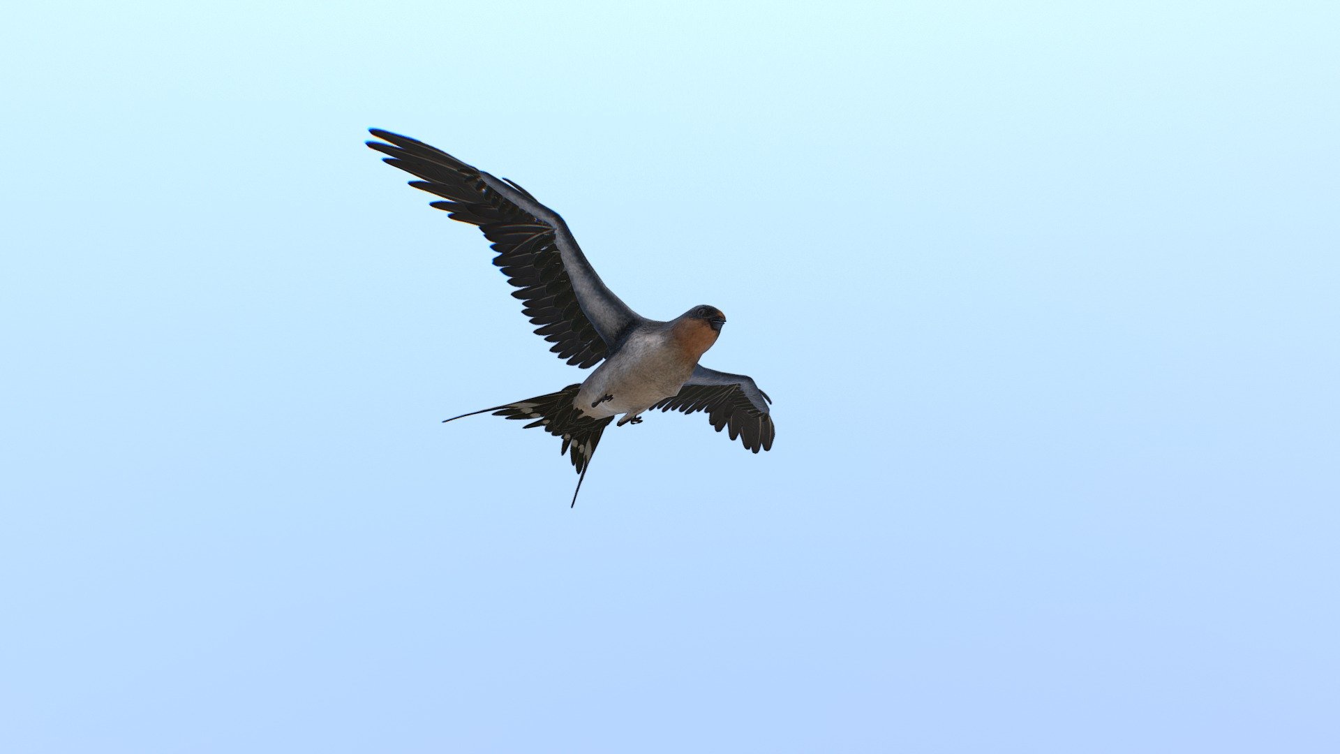 Real time swallow for a VR project - Real time swallow for a VR project - 3D model by Steff (@stefanocritelli) 3d model