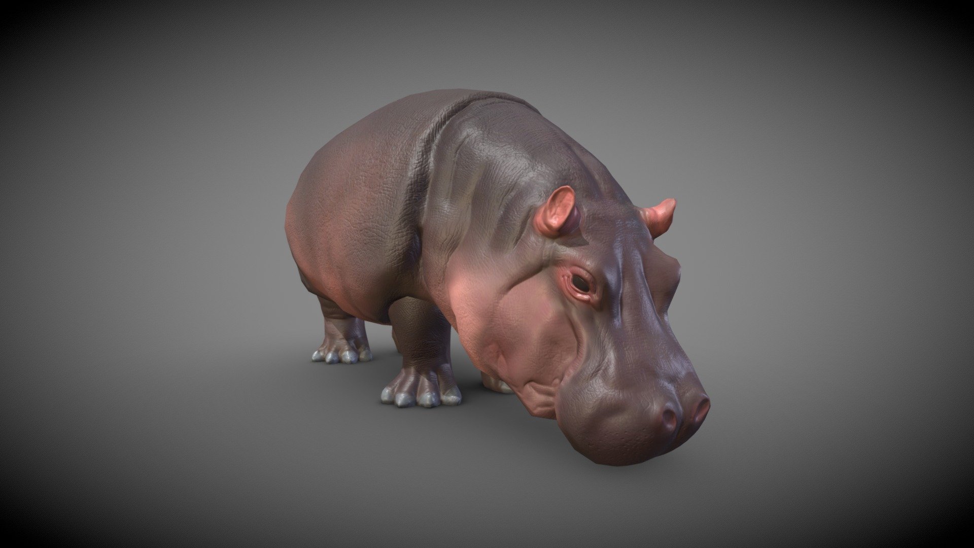 Realistic low-poly (4876 tris) hippopotamus model.

Ready for PBR: includes base color, normal, roughness, AO and curvature maps in .png format (2048x2048 px). Metallness wasn't needed in this case.

The model can be easily subdivided for smoother appearance if needed, without subdiv it consists of 4876 triangles.
Dimensions are: 1.45 x 3.5 x 1.8 m (57.1 x 137,8 x 70,9 inches).

The model is not rigged and not animated. The mouth can not be opened, also the tail is connected to the body for the most of its length, be aware of that.

Included are .obj and .fbx files, set of textures (separately and layered in .psd file), also there is a Blender file already set up with material and textures applied, so you can open it and render right away if you wish so. Also included is a preview render of the model 3d model