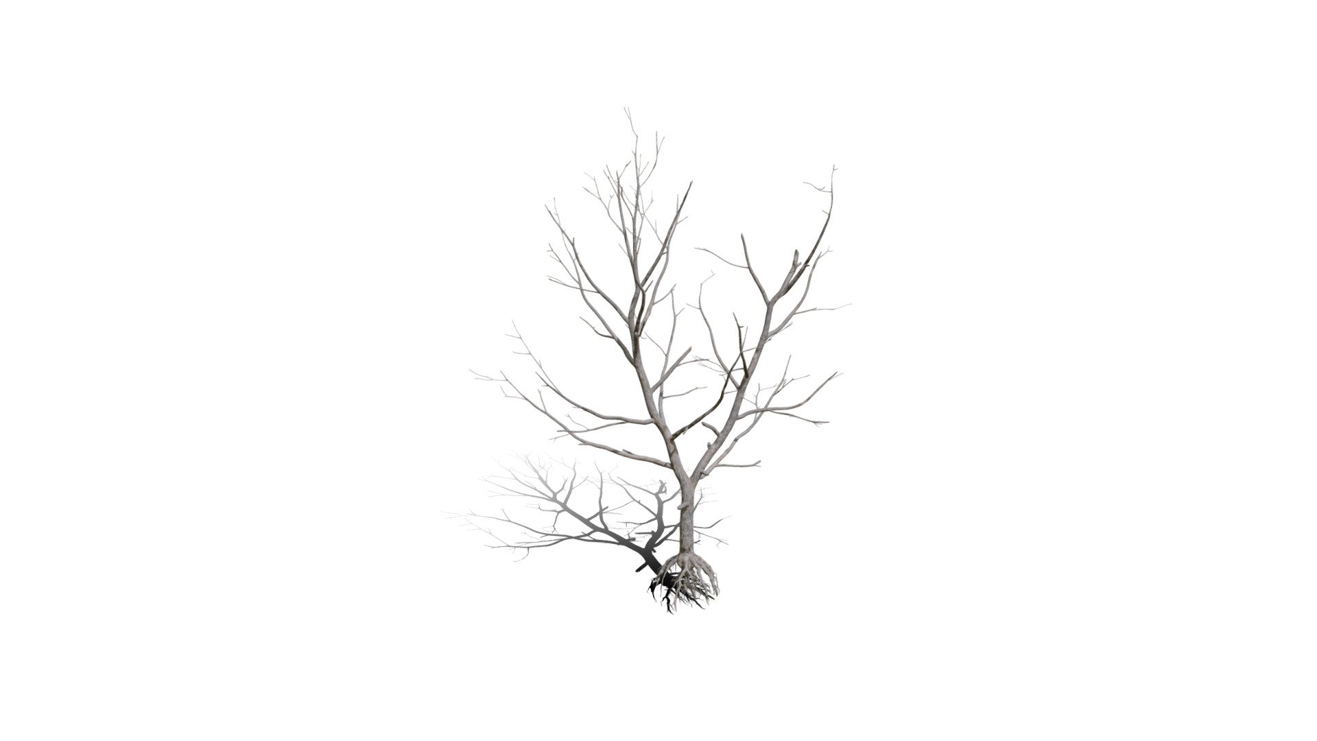 Model specs:





Species Latin name: Quercus rubra




Species Common name: Northern red oak




Preset name: Dead 2 mat 50




Maturity stage: Adult




Health stage: Dead




Season stage: Winter




Height: 11.7 meters




LODs included: Yes




Mesh type: static




Vertex colors: (R) Material blending, (A) Ambient occlusion



Better used for Hi Poly workflows!

Species description:





Region: North America




Biomes: Forest




Climatic Zones: Cold temperate,Warm temperate




Plant type: Broadleaf tree



This PlantCatalog mesh was exported at 40% of its maximum mesh resolution. With the full PlantCatalog, customize hundreds of procedural models + apply wind animations + convert to native shaders and a lot more: https://info.e-onsoftware.com/plantcatalog/ - Realistic HD Northern red oak (128/138) - Buy Royalty Free 3D model by PlantCatalog 3d model