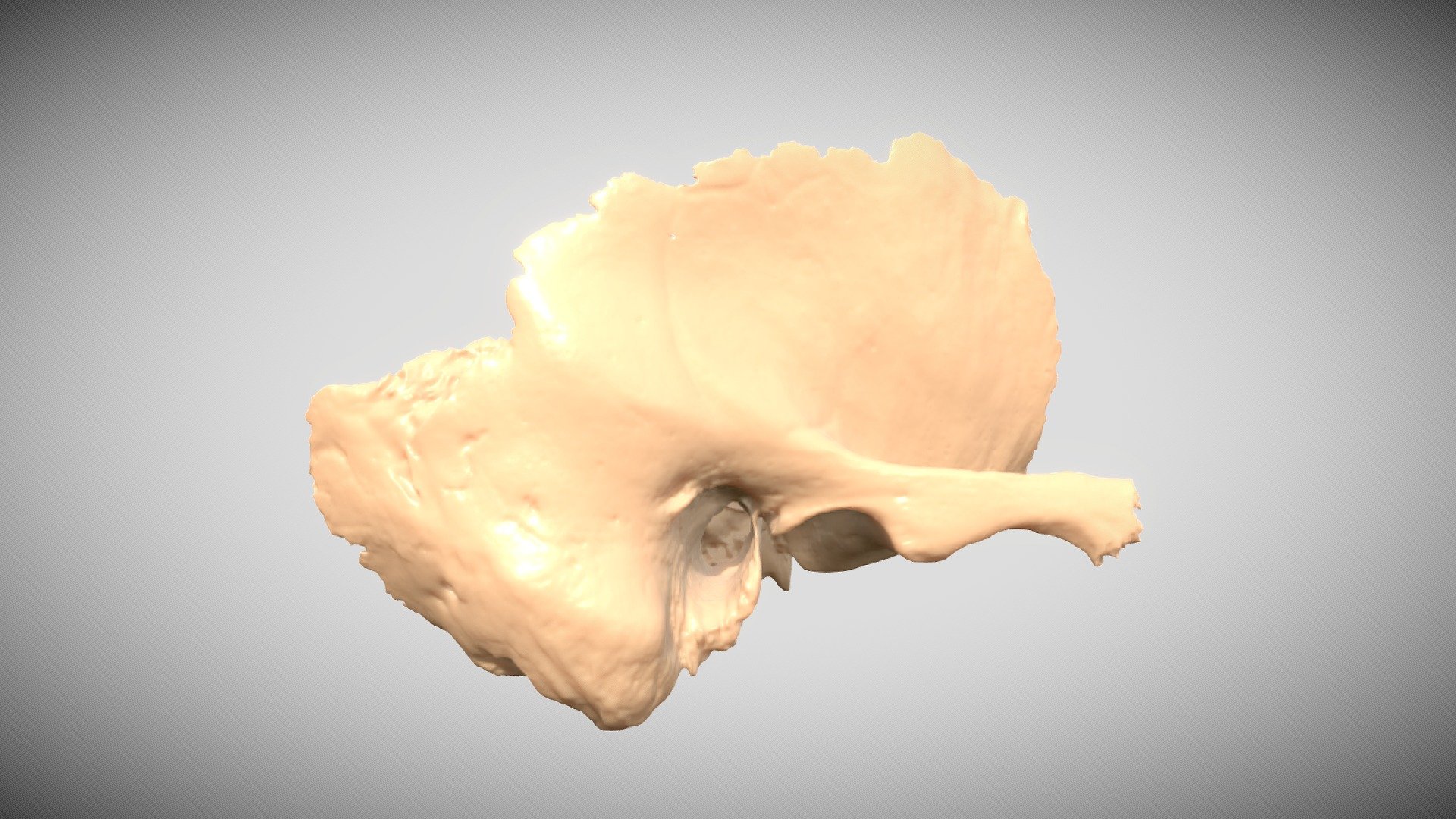 Labelled temporal bone, based on micro CT scan - Temporal bone - 3D model by UCSF Balance and Falls Center (@UCSF_Balance_Falls) 3d model