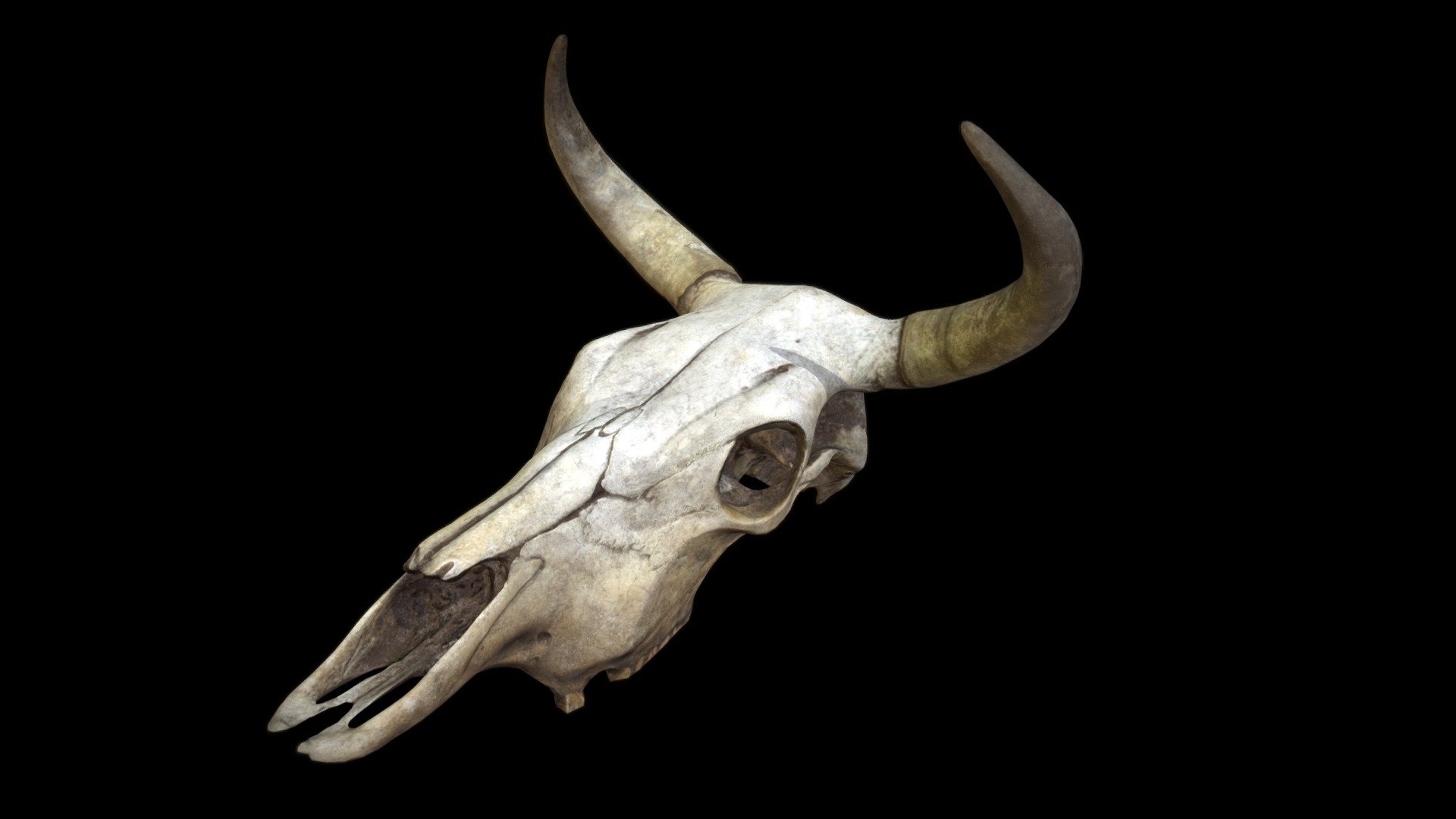 High quality photoscan of a cow skull. Perfect for in-game props (think an old-western game). Mesh is water-tight 3d model