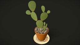 House Cactus Plant plant, flora, pot, flower, cactus, dish, vr, aaa, ue4, unrealengine4, houseplant, unity, lowpoly, decoration, gameready
