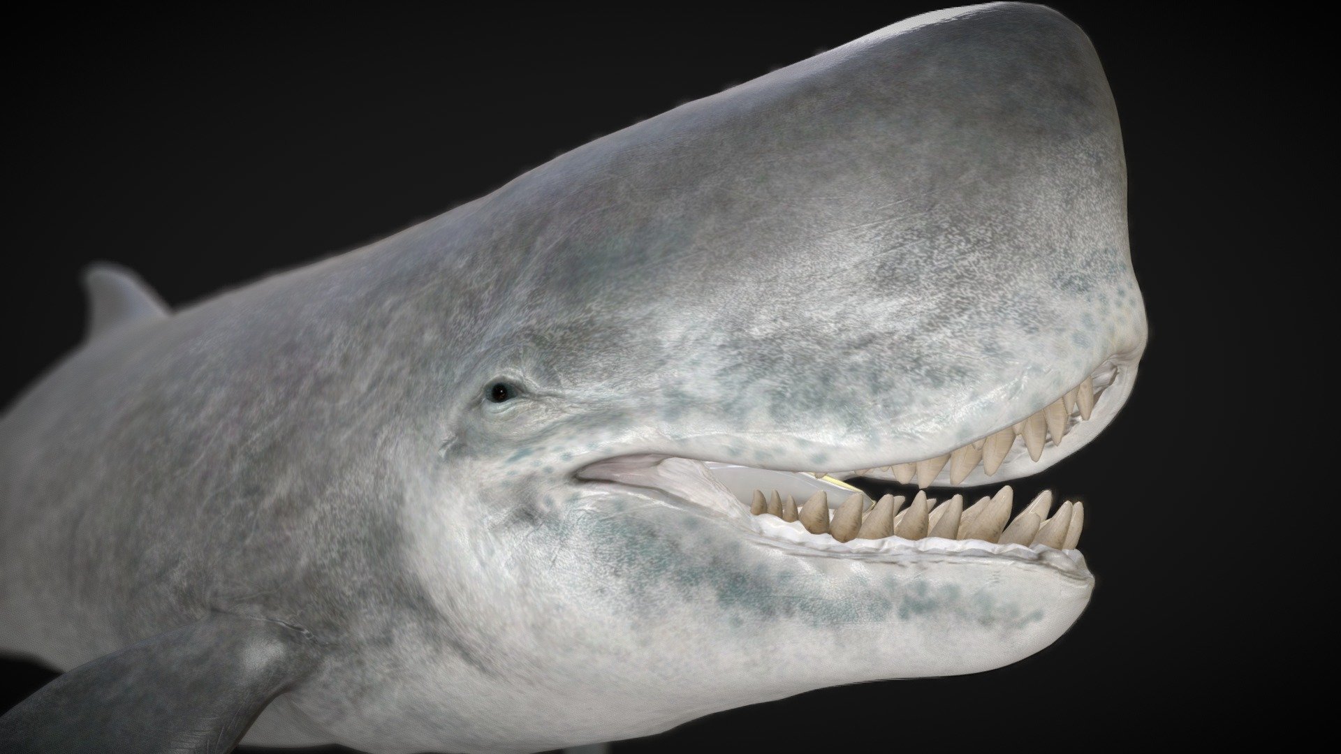 Livyatan, an awe-inspiring apex predator of the Miocene seas, surfaces as a colossal marine mammal with a formidable set of teeth. Named after the biblical sea monster Leviathan, this prehistoric whale captured the essence of marine dominance during its time.

With massive jaws and teeth that rivaled those of the modern sperm whale, Livyatan was a fearsome carnivore, likely preying on large marine animals in the ancient oceans. Its evolutionary adaptations make it a fascinating subject for paleontologists seeking to understand the complexities of prehistoric marine ecosystems 3d model