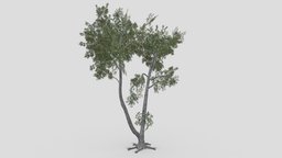 Conocarpus Tree- 02 unreal, conocarpus, unity, 3dconocarpus, lowpoly-conocarpus