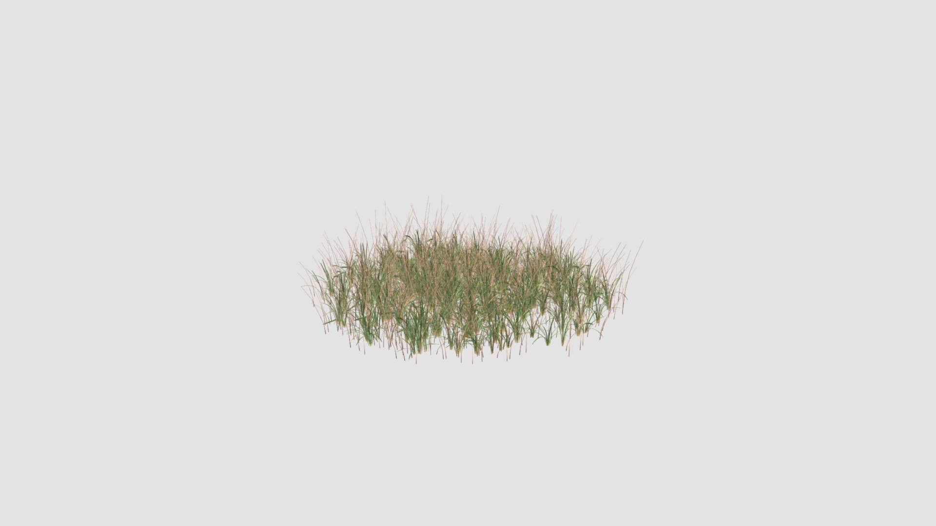 Highly detailed 3d model of plant with all textures, shaders and materials. It is ready to use, just put it into your scene 3d model