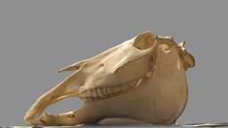 Horse Skul horse, skull