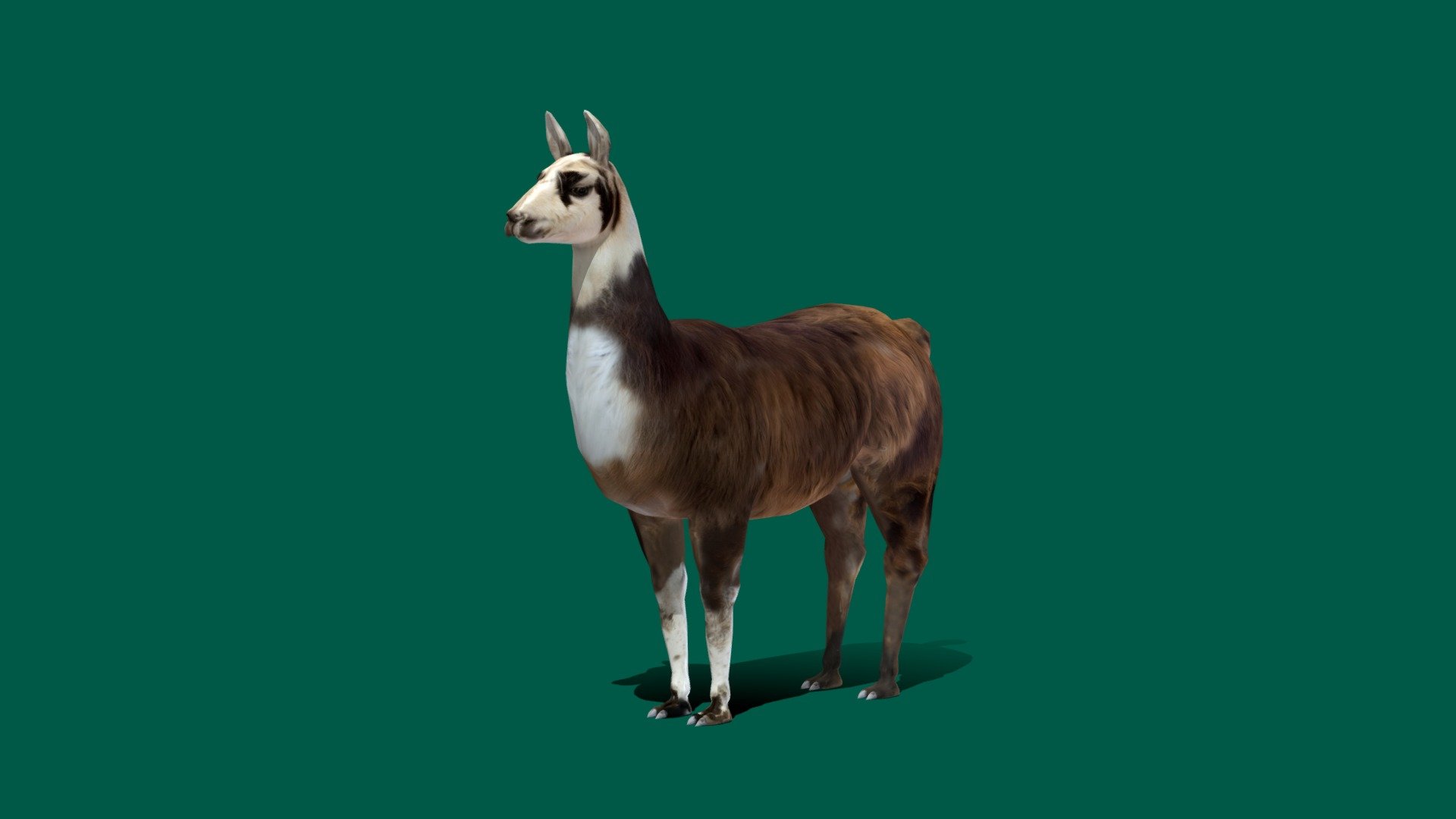 Llama Animal
Lowpoly Gameready 
5 animations
4K PBR Textures Materials
Ref image

The llama is a domesticated South American camelid, widely used as a meat and pack animal by Andean cultures since the Pre-Columbian era. Llamas are social animals and live with others as a herd. Their wool is soft and contains only a small amount of lanolin. Llamas can learn simple tasks after a few repetitions. Wikipedia
Gestation period: 11 months
Eats: Grasses
Mass: 130 – 200 kg (Adult)
Scientific name: Lama glama
Family: Camelidae
Kingdom: Animalia
Order: Artiodactyla - Llama (Lowpoly) - Buy Royalty Free 3D model by Nyilonelycompany 3d model