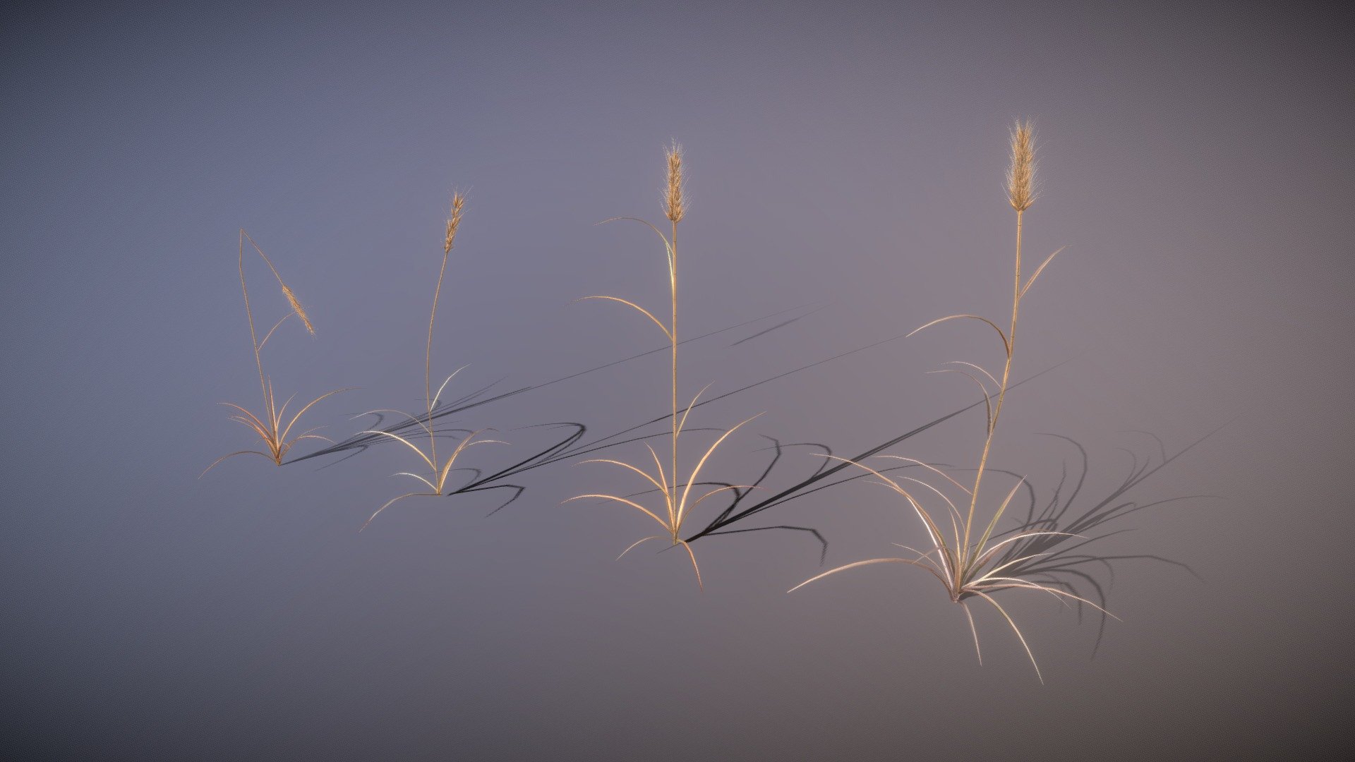 Wheat spikelets models as a props - Wheat spikelets - 3D model by RomaVFX 3d model