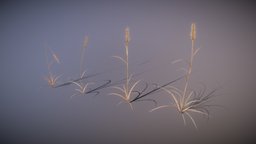 Wheat spikelets