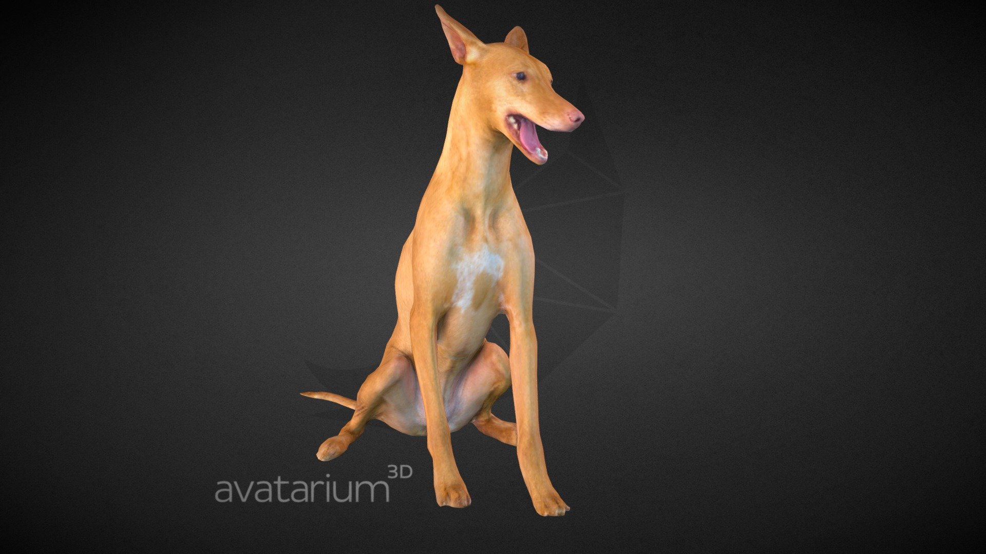 Pharaoh Hound Dog 3d captured and cleaned up in zBrush. Ready for 3d printing and a great game asset 3d model