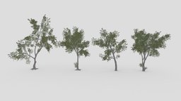 Conocarpus Tree- Pack- 02 pack, collection, conocarpus, lowpoly-conocarpus, 3d-conocarpus