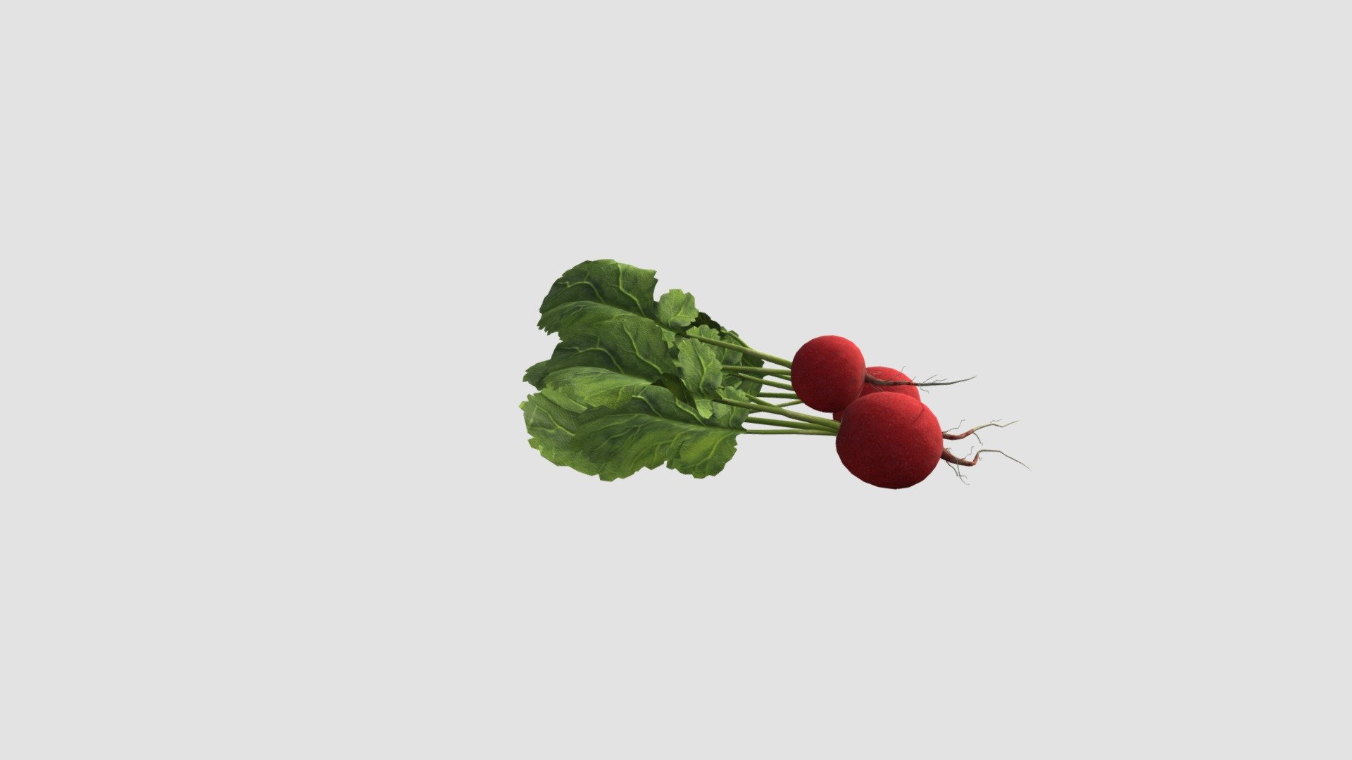 Highly detailed 3d model of radish with all textures, shaders and materials. It is ready to use, just put it into your scene 3d model