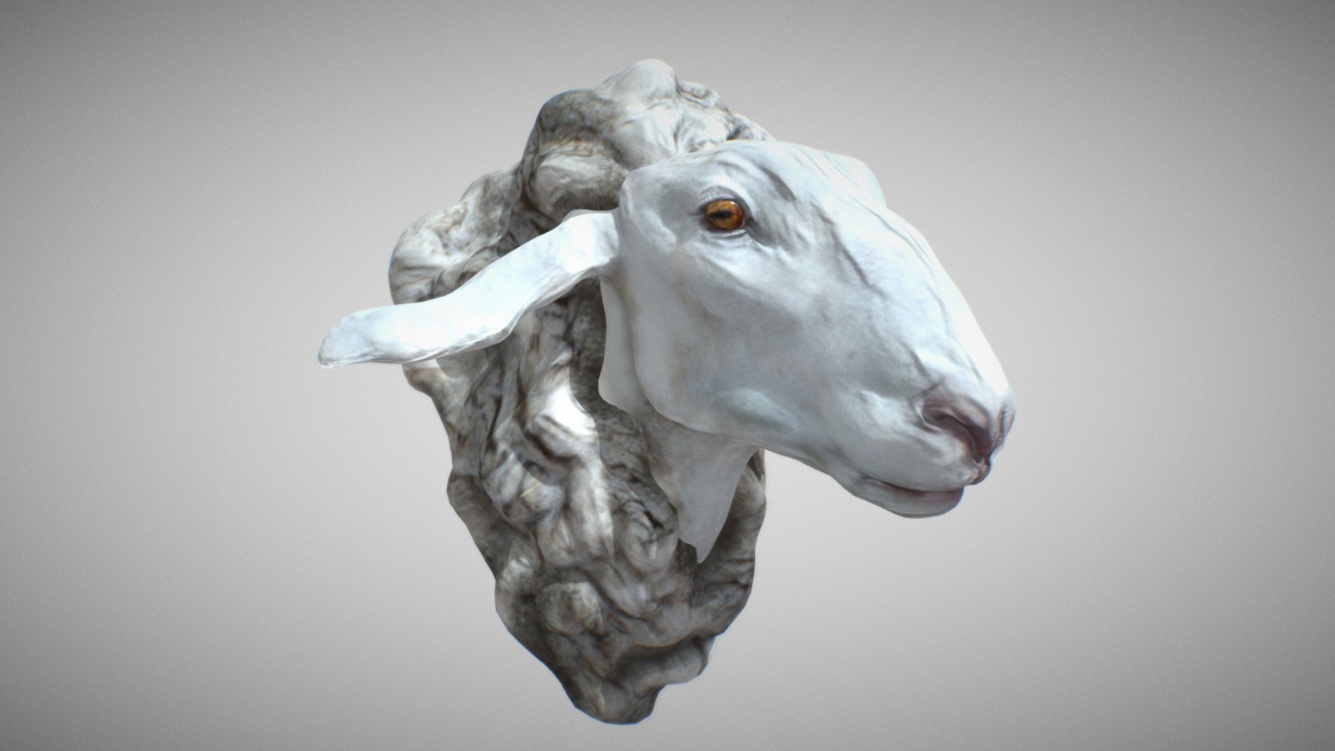 Sheep are quadrupedal, ruminant mammals typically kept as livestock. Being a key animal in the history of farming, sheep have a deeply entrenched place in human culture, and find representation in much modern language and symbology. As livestock, sheep are most often associated with pastoral imagery.

https://en.wikipedia.org/wiki/Sheep

A bust sculpted and polypaint textured in zbrush. A full body sculpt and manual retopo/UV coming soon.

see more of my work on my website and instagram:

https://www.tomjohnsonart.co.uk/

https://www.instagram.com/tomjohnsonart/ - Sheep - Buy Royalty Free 3D model by Tom Johnson (@Brigyon) 3d model