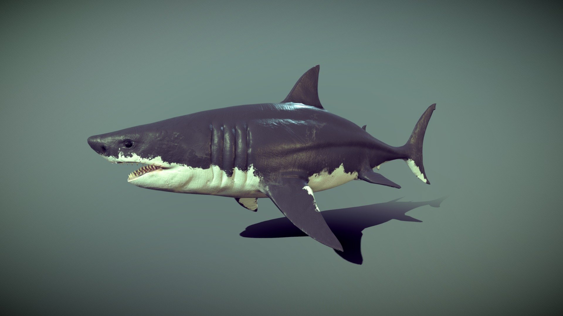 The White Shark 3d was made in blender 2.9 and painted in substance painter , is subdivison ready and have a clean topology , without subdivision it haves 4083 verts and with it, it haves 11302 verts , It is fully rigged with basic bones , it have a total of 3 animations : idle , swim and a speed up one.

Comes with 4k, 2k  textures : diffuse , normal , roughness ,height/displacement and AO maps , baked normal map from a high poly model and place it in the low poly model , uv wrapped it manually .

Eyes and teeth (the teeth is the only overlapping) , all is in one texture .

This is a remodel i made of my frist white shark model , hope you like it.

Comes with a fbx, blend file and textures.

A short animation i did with this model: https://www.youtube.com/watch?v=FiQ-RSBRsVE&amp;t=4s - White Shark - Buy Royalty Free 3D model by GoldenZtuff (@dhjwdwd) 3d model