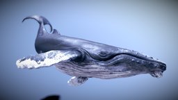 Humpback Whale fish, underwater, dolphin, mammal, ocean, stingray, jump, giant, whale, humpback, wildlife, albino, creature, animal, animated, blue, sea, barbs