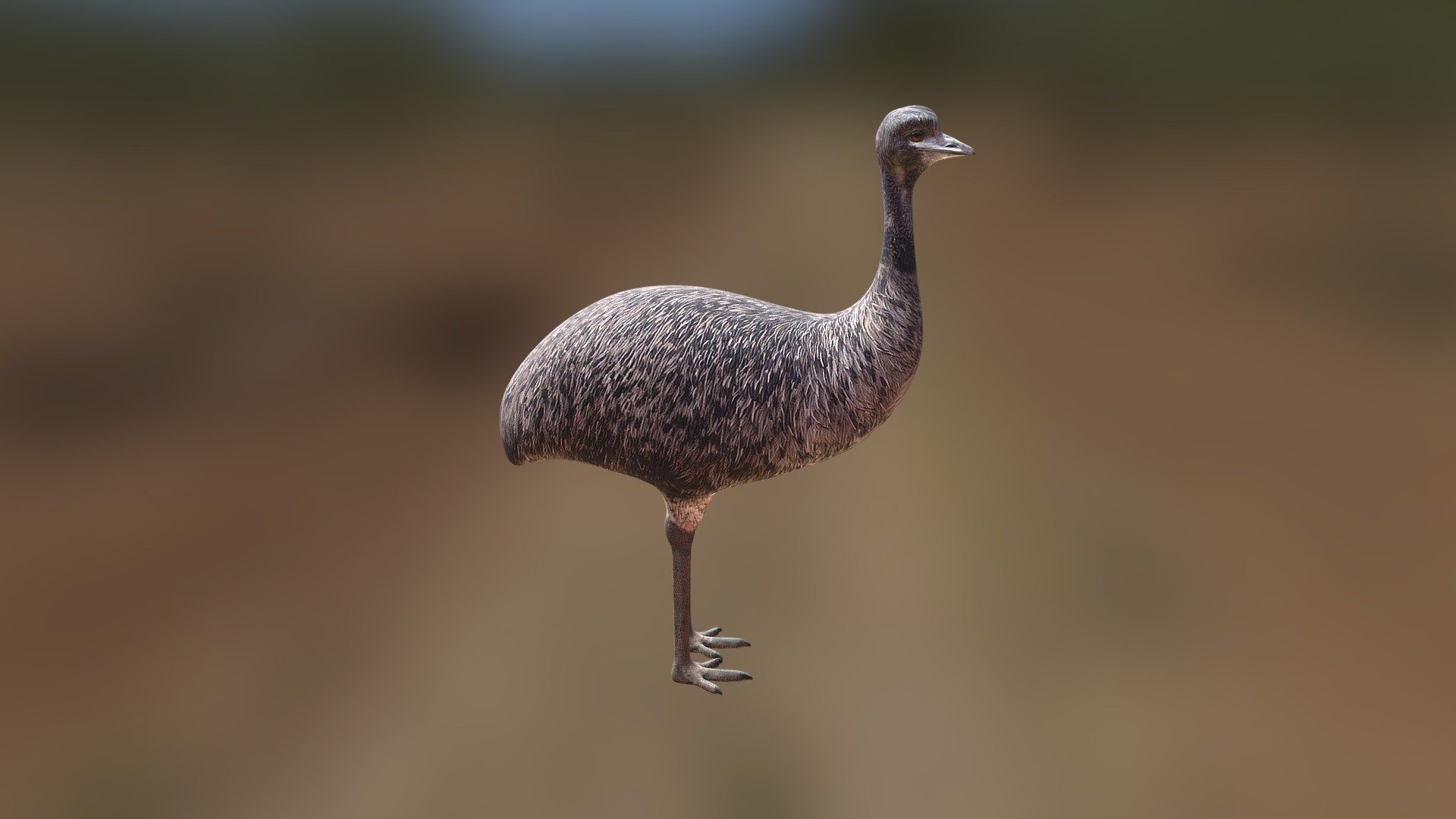 The Emu 3d model