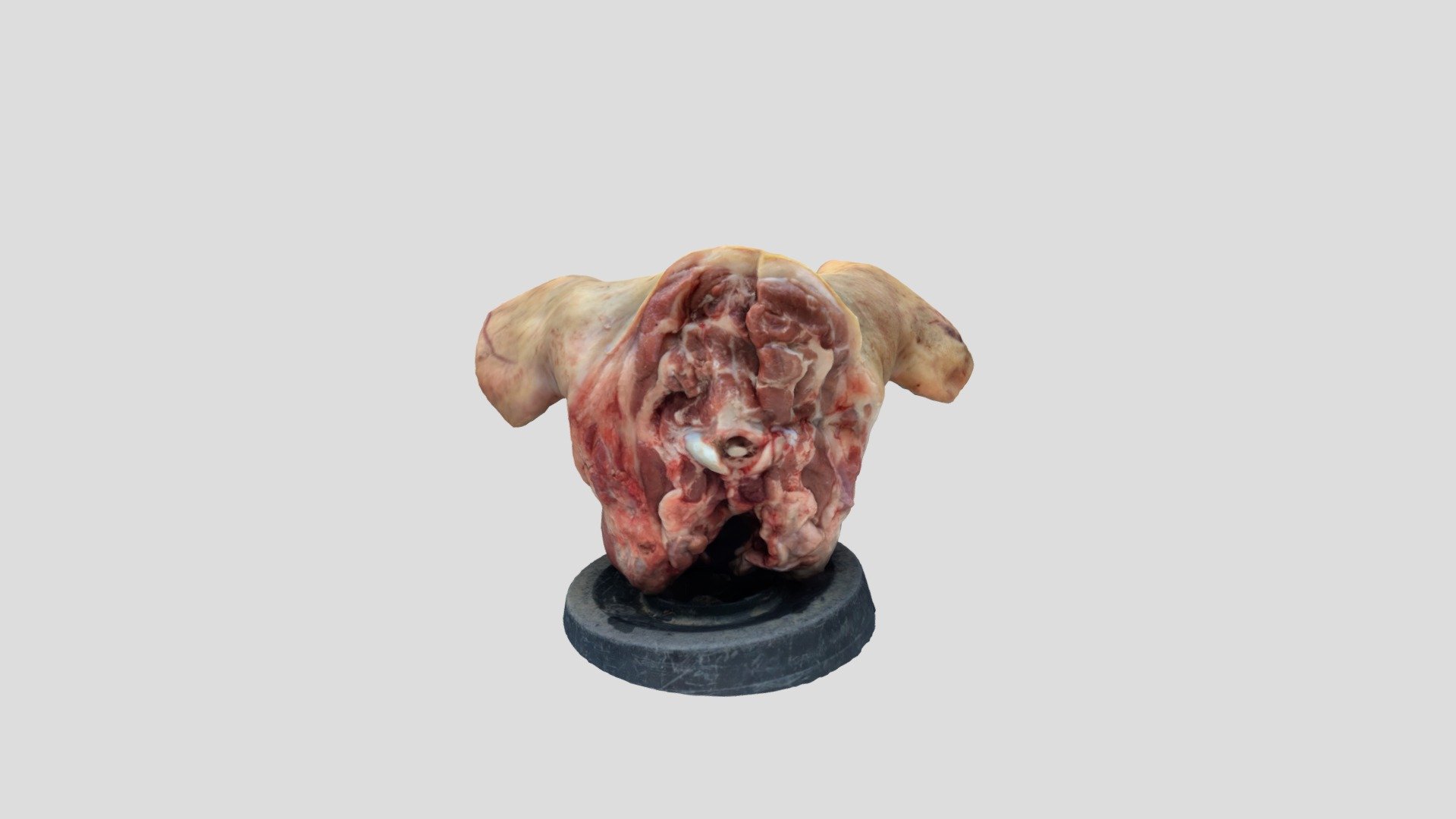 My friends gave me this pig head as a gift for my 25 birthday party 

Created with Polycam - Birthday gift (pig head) - 3D model by cucuchery 3d model