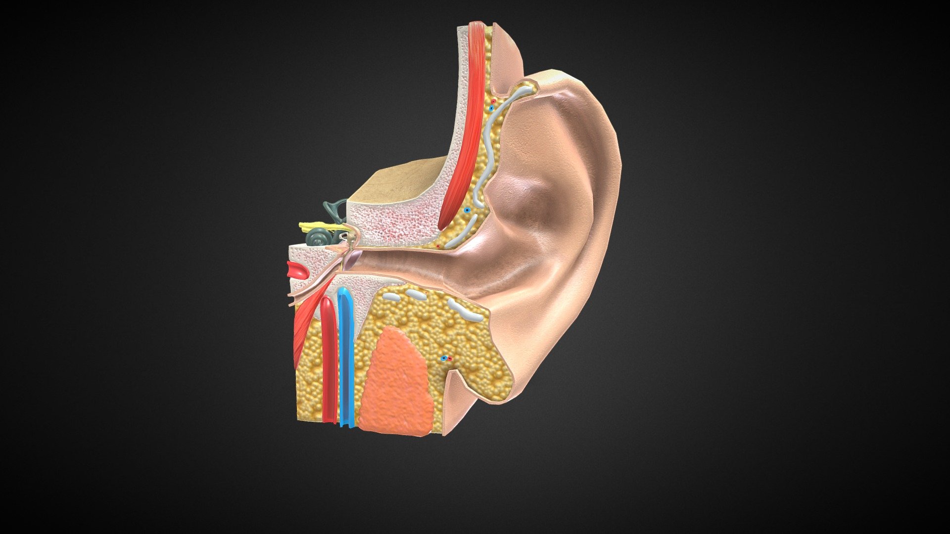3D Ear Anatomy
U can find this model for sale on Turbosquid by searching for “ear 1818331”( that’s the closest I can get to giving a link without breaking sketchfab’s ToS)






No errors or missing files

High-quality polygonal model

No N-GONS Faces

This model is created in polygon quad &amp; tri with good edge flow, So you can edit and change it according to your requirements

Objects are grouped and named

The scene is well arranged ( layer and group)

Objects, materials, and textures are named

4K Textures



Poly Details:




Units in all formats: centimeters

Polygon: Quad and Tri (Subdivision-ready)

Polys counts: 14137


Vertices counts: 14668




Dimension:



(X=15 cm Y=6 cm Z=18 cm)



Formats:




3Ds Max 2014 _V-Ray

3Ds Max 2014 _Scanline

Maya 2016_V-Ray

Cinema 4D R20 _Standard

FBX_with Textures

OBJ

PBR TXRs

3Ds



Textures:





Diffuse-Base-Normal-Specular-Reflection-Metallic-AO-Glossines-Roughness




EarAnatomy_mtl  (9.PNG Files) _4096x4096


 - 3D Ear Anatomy - 3D model by 3D4SCI 3d model