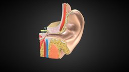 3D Ear Anatomy cross, anatomy, biology, system, vray, hammer, section, sound, bone, parts, x, hear, acoustic, obj, vr, ar, cut, bio, ear, middle, fbx, anatomical, v-ray, inner, physiology, veins, function, arteries, scanline, hearing, maya, 3d, pbr, model, structure, 3ds, medical, human, c4d, "eardrum", "noai", "vestibula"
