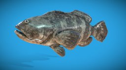 Epinephelus_itajara fish, atlantic, goliath, grouper, animalia, lowpoly, epinephelus