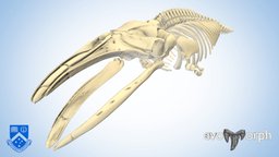 BIO2242 Pygmy Right Whale Skeleton skeleton, anatomy, whale, cetacean, morphology, skull