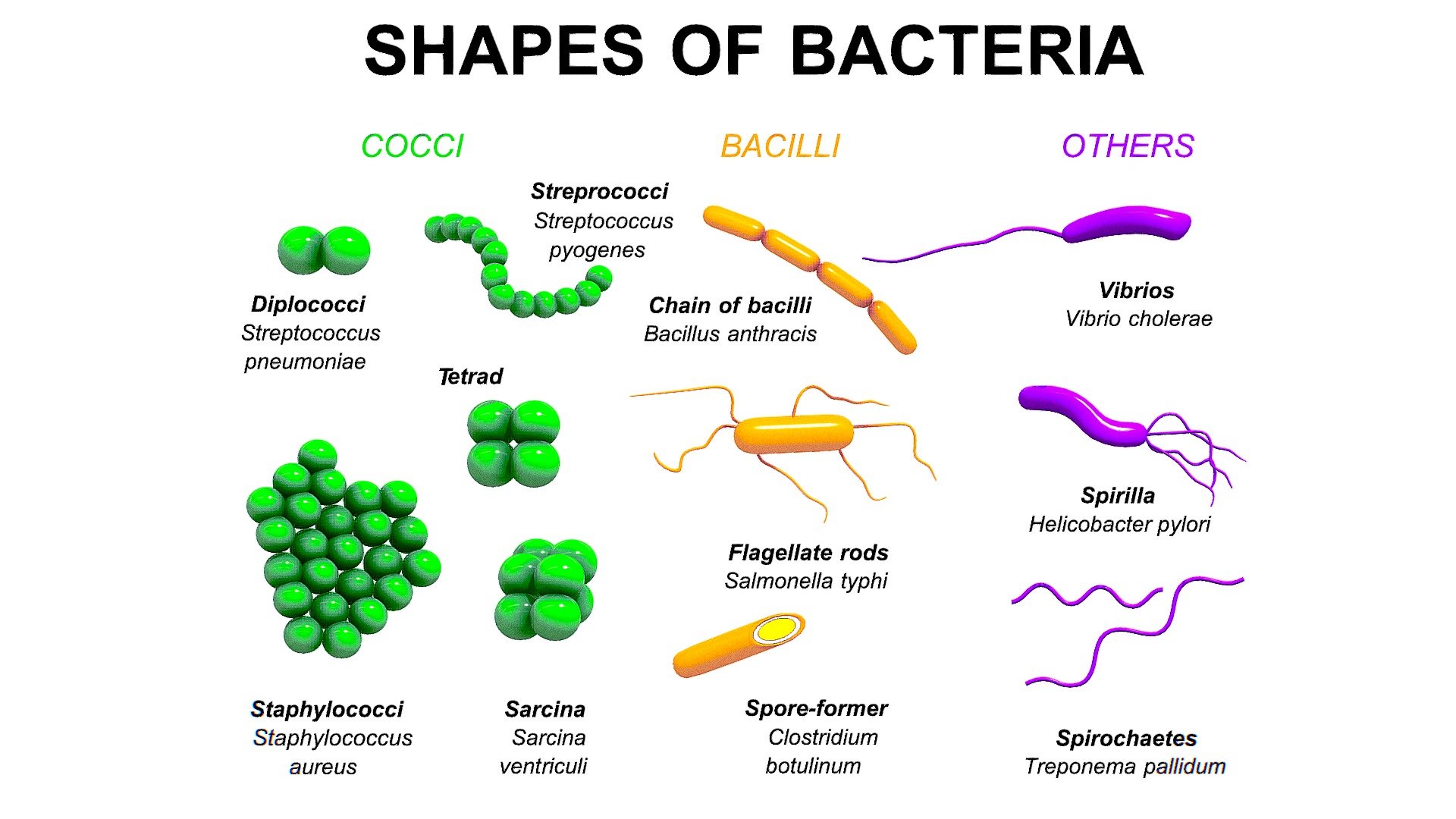The three basic shapes of bacteria are bacillus (rod-shaped), coccus (spherical-shaped), and spirillum (spiral-shaped).

Preparation
 Prepare a chenille stem (formerly pipe cleaner) and a small bowl of play dough for each student.
 After instruction on the 3 cell shapes of bacteria, prepare play dough and a chenille stem for each student.
 Before the students begin, review the shapes by asking the students to recall the 3 shapes.  Also, ask students how many cells a bacterium has.  Remind   them that all bacteria are one-celled organisms. 

Variations
 Different colors of play dough could be used if more visible to students with low vision 3d model