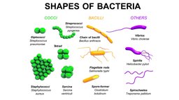 Shapes of bacteria shapes, chenille, stem, students, bacteria, visible, bacillus, student, basic, rod-shaped, coccus, spherical-shaped, spirillum, spiral-shaped