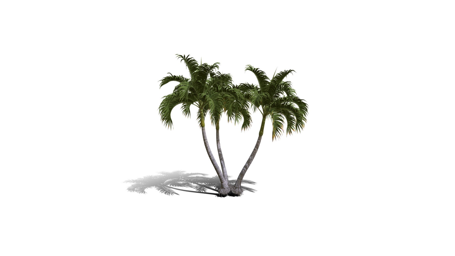 Model specs:





Species Latin name: Adonidia merrillii




Species Common name: Christmas palm




Preset name: 3 trunks mat 50




Maturity stage: Adult




Health stage: Thriving




Season stage: Summer




Leaves count: 3413




Height: 4.1 meters




LODs included: Yes




Mesh type: static




Vertex colors: (R) Material blending, (A) Ambient occlusion



Better used for Hi Poly workflows!

Species description:





Origin: Asia




Biomes: Forest




Climatic Zones: Tropical




Plant type: Palm



This PlantCatalog mesh was exported at 40% of its maximum mesh resolution. With the full PlantCatalog, customize hundreds of procedural models + apply wind animations + convert to native shaders and a lot more: https://info.e-onsoftware.com/plantcatalog/ - Realistic HD Christmas palm (28/35) - Buy Royalty Free 3D model by PlantCatalog 3d model
